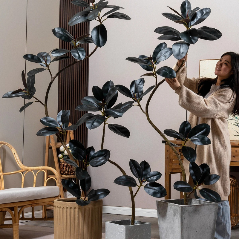 Plants X - X-S Black Gold Just Rubber Tree