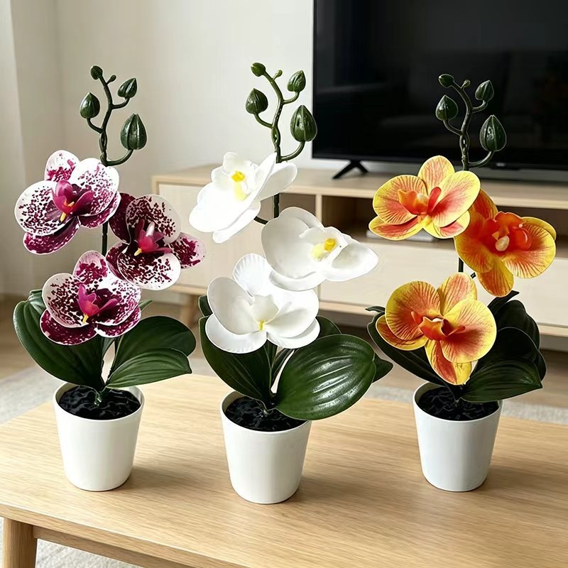 Orchid Phalaenopsis - Mini butterfly orchid potted plant with