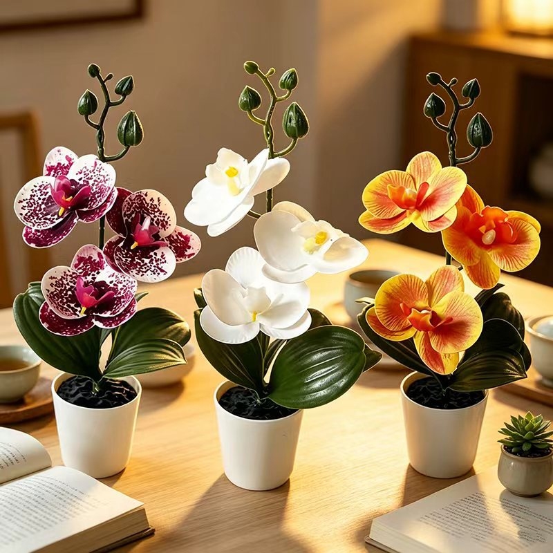 Mini butterfly orchid potted p - огляд і ціна Orchid Phalaenopsis