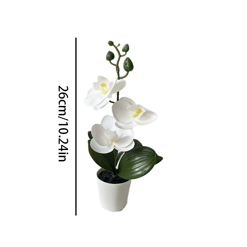 Mini butterfly orchid potted p - огляд і ціна Orchid Phalaenopsis