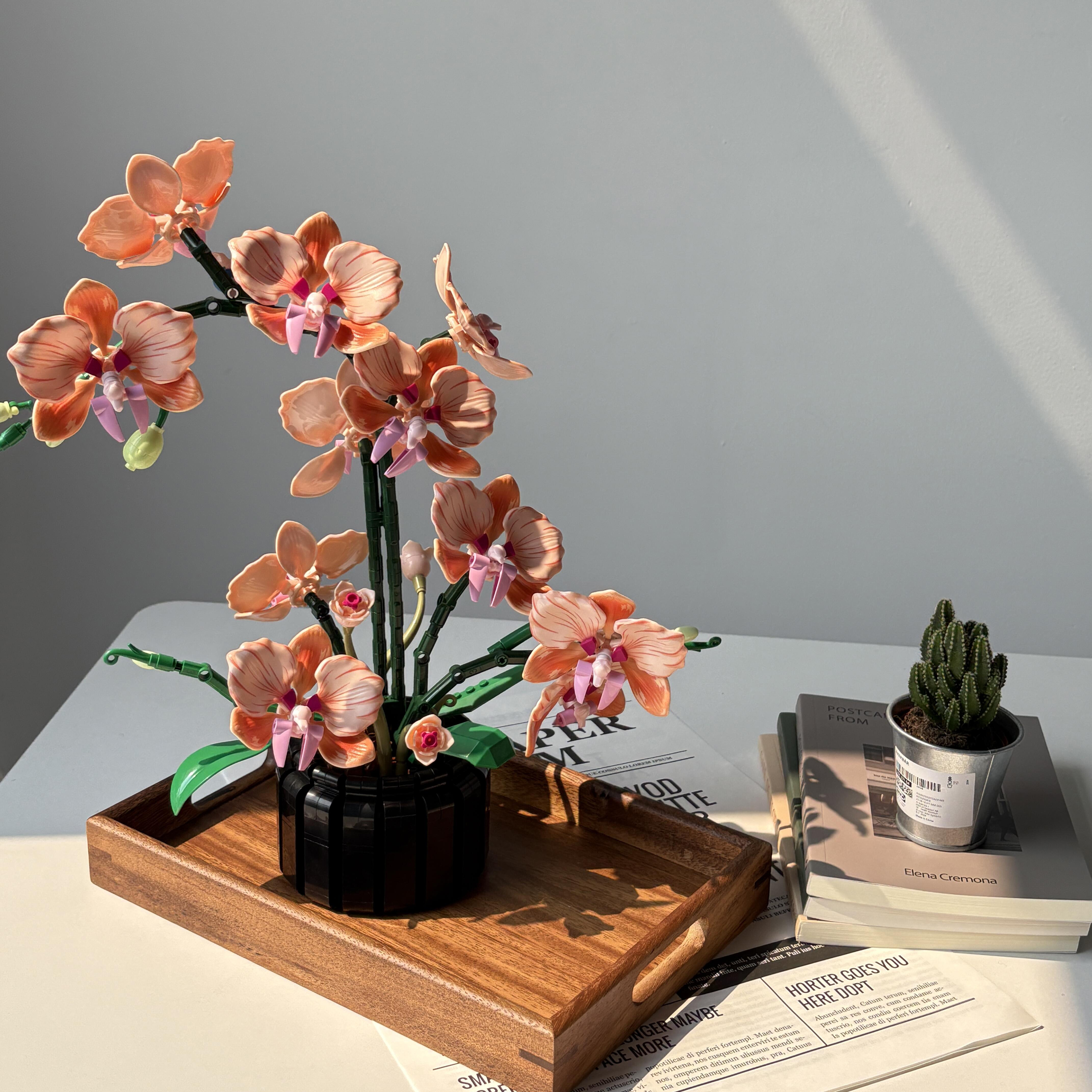Orange Phalaenopsis Orchid Bui - огляд і ціна Orchid Phalaenopsis