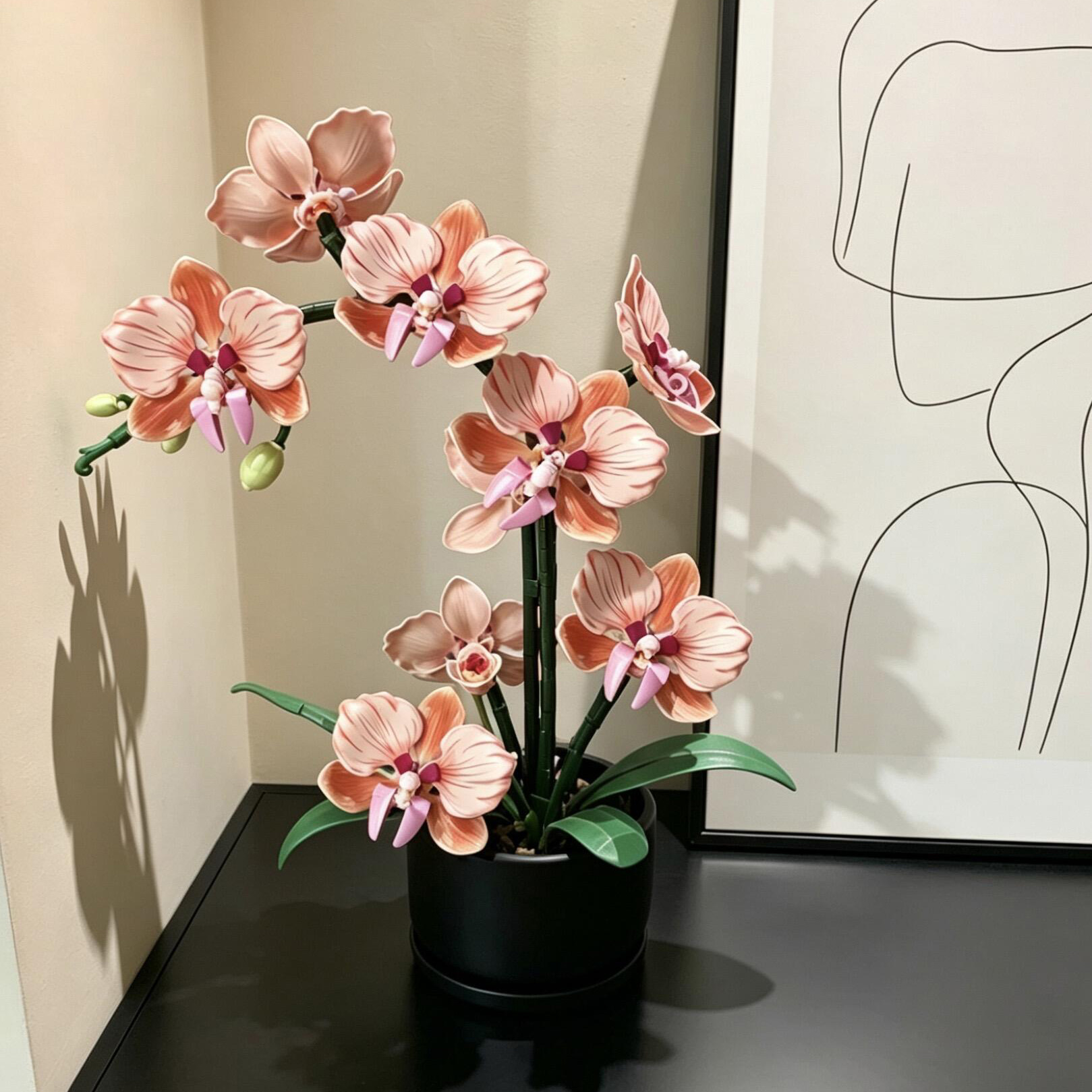 Orange Phalaenopsis Orchid Bui - огляд і ціна Orchid Phalaenopsis