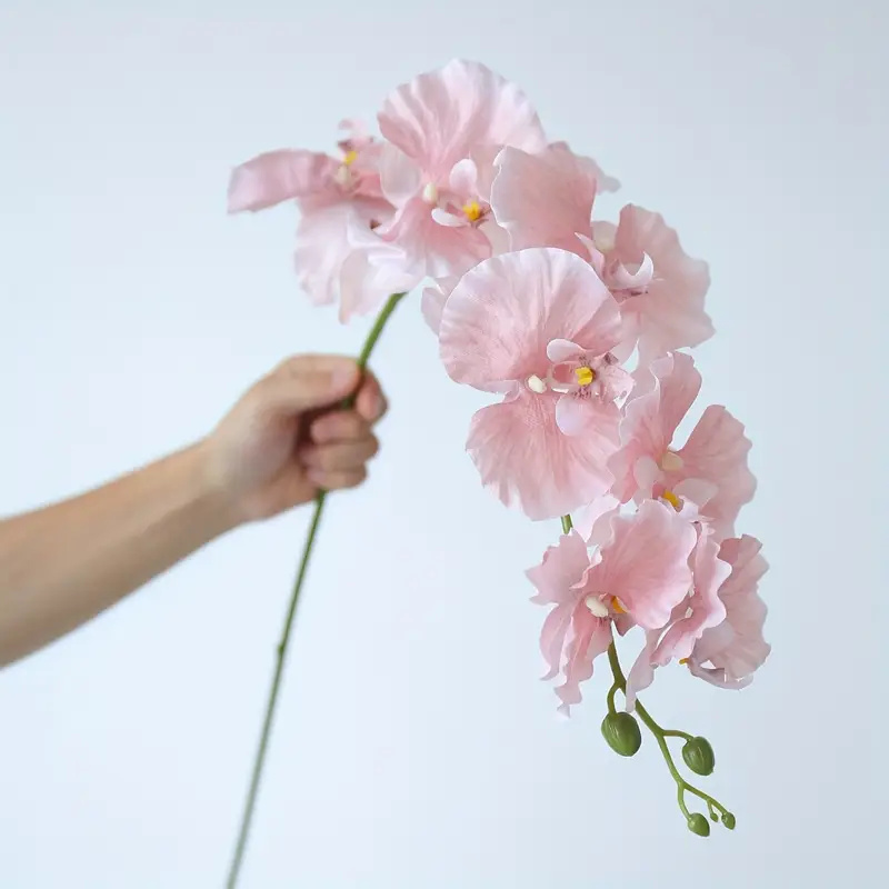 Long Branch Butterfly Orchids  - огляд і ціна Orchid Phalaenopsis