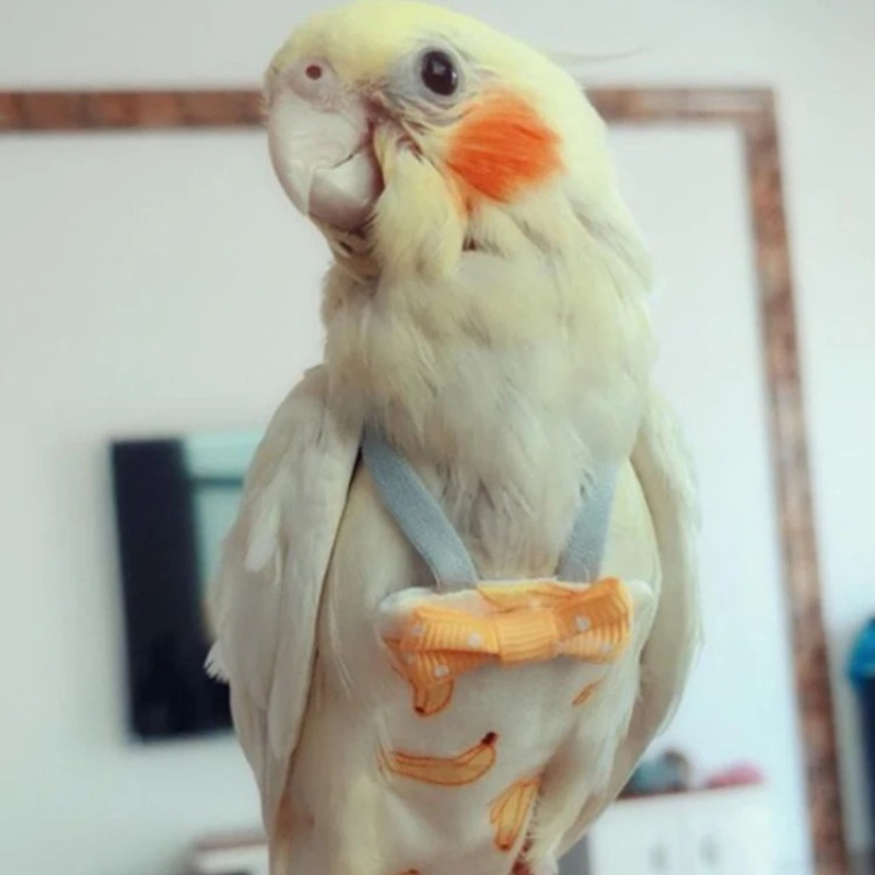 Parrot Diaper with Bowtie Cute - огляд і ціна Plant Parenthood