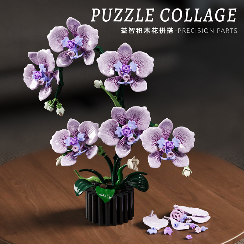619PCS Phalaenopsis Building B - огляд і ціна Orchid Phalaenopsis