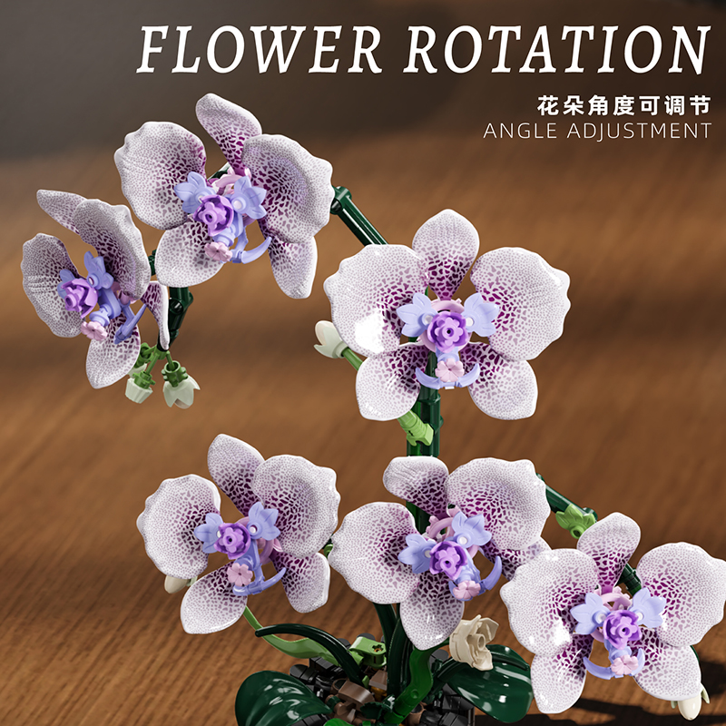 619PCS Phalaenopsis Building B - огляд і ціна Orchid Phalaenopsis