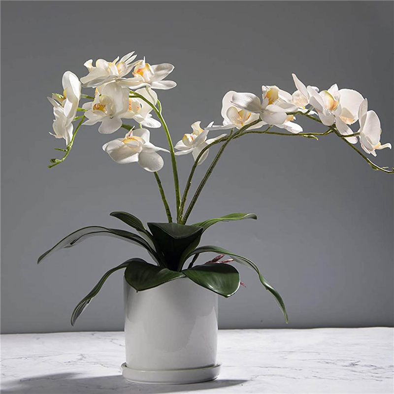 AB45 Phalaenopsis Orchids Leav - огляд і ціна Orchid Phalaenopsis