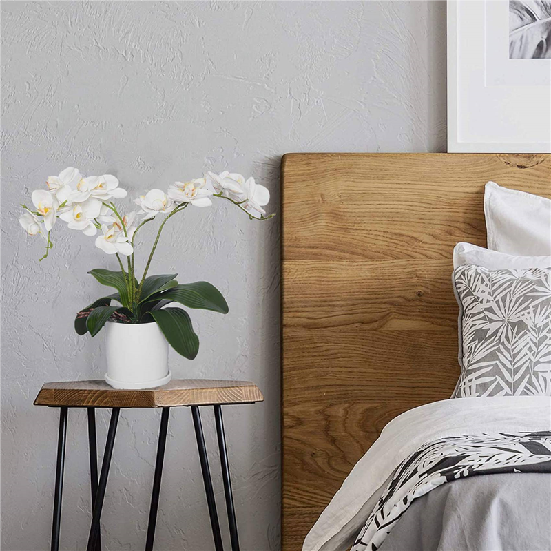 AB45 Phalaenopsis Orchids Leav - огляд і ціна Orchid Phalaenopsis
