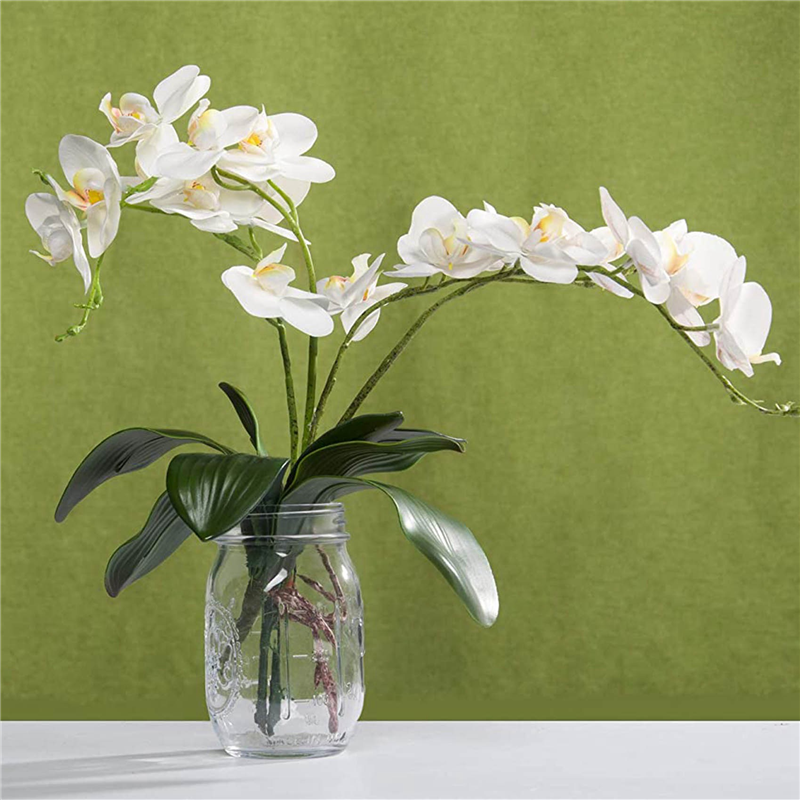 AB45 Phalaenopsis Orchids Leav - огляд і ціна Orchid Phalaenopsis